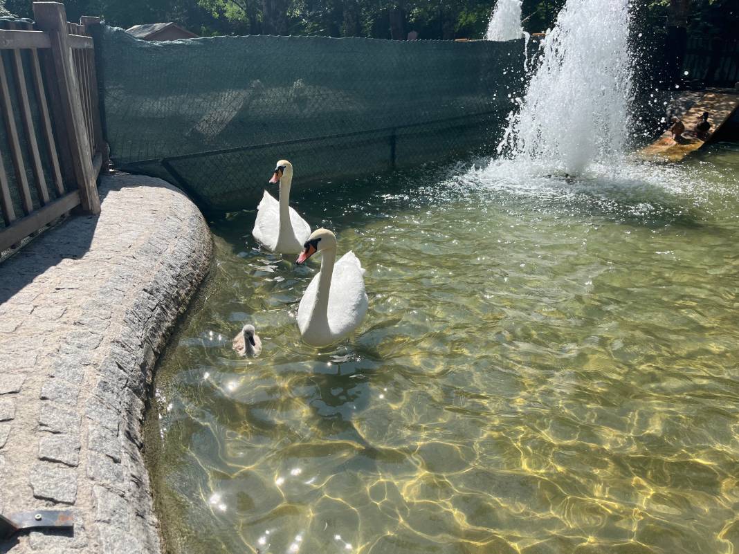 Kuğulu Park’ta 15 yıl sonra bir ilk gerçekleşti 3